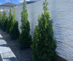 A row of neatly trimmed evergreen trees planted along an imitation white stacked stone fence. The ground is covered with small grey rocks, and the fence separates the trees from the neighboring houses in the background.